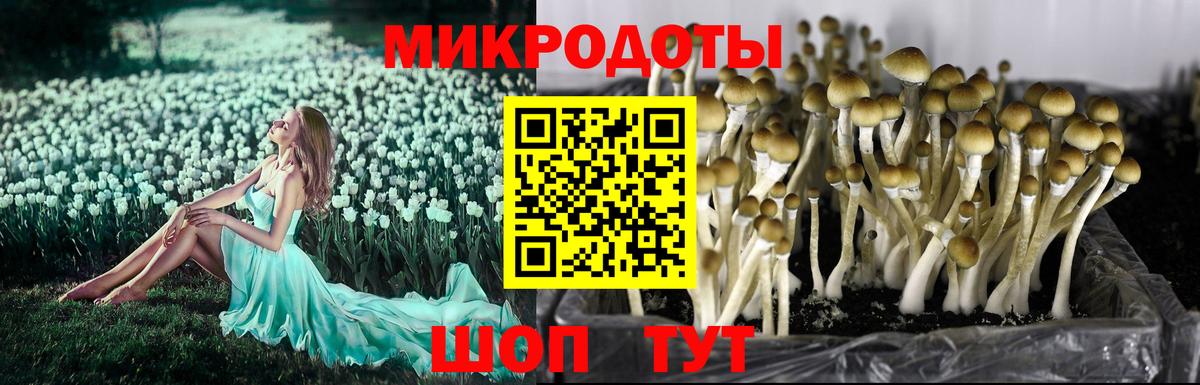 Верхняя Салда  Псилоцибиновые грибы Psilocybe  Вход с VPN 